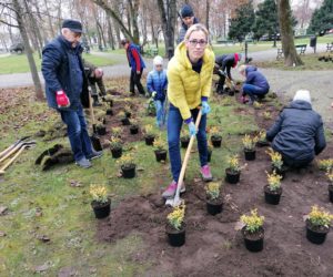 Anna Ruszewska, radna Rady Miejskiej w Suwałkach i wolontariusze sadzą trzmielinę w parku Konstytucji 3 Maja