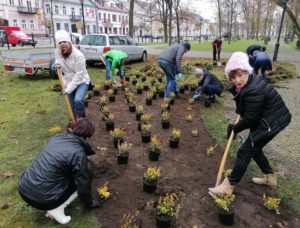 Wolontariusze sadzą trzmielinę w parku Konstytucji 3 Maja